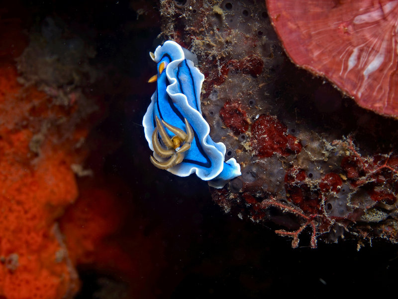 Nudibranch, Manila Channel